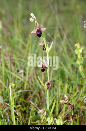 Very Rare Hybrid between Bee Orchid and Fly Orchid Ophrys x pietschii Ophrys insectifera x apifera Stock Photo