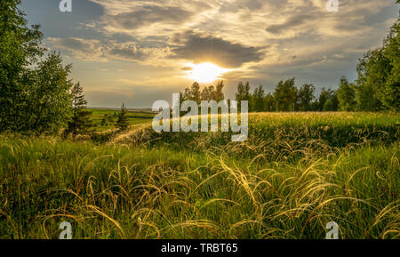 Grass feather grass in the meadow in the light of the setting sun on the background of a birch grove Stock Photo