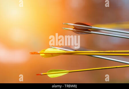 Archery arrows on a blur background. Sunny day Stock Photo