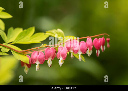 Lamprocapnos spectabilis in the family Papaveraceae, known as Asian bleeding heart, blooming in the spring in Boston, Massachusetts, USA. Stock Photo