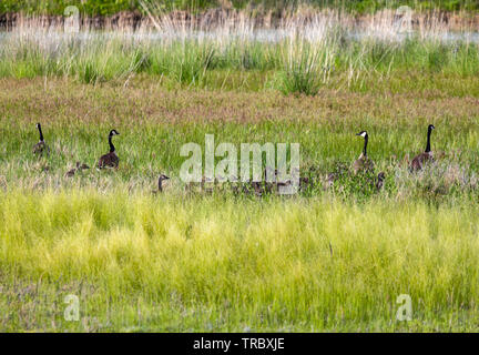 Two sets of Canada Geese (Branta canadensis)  parents and a whole bunch of goslings walk through the grass at Bear River Migratory Bird Refuge, Utah. Stock Photo