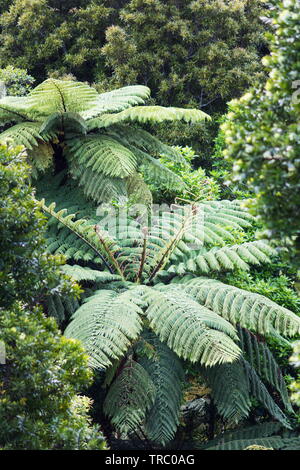 New Zealand Tree Fern in a lush green forest. Stock Photo