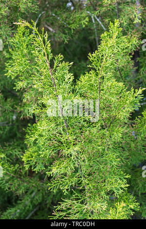 Halocarpus bidwillii, the bog pine or mountain pine, is a species of conifer in the family Podocarpaceae. It is native and endemic to New Zealand. Stock Photo
