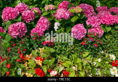 Beautiful italian garden with pink hortensia flowers Stock Photo