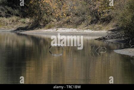 Gray heron in low flight, Nature Park Kopački rit, Croatia Stock Photo