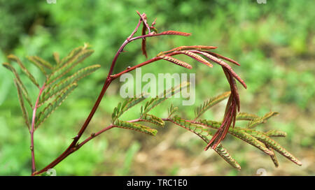 Soap Bobs plant on tree green leaf for food and herb / Acacia concinna Stock Photo