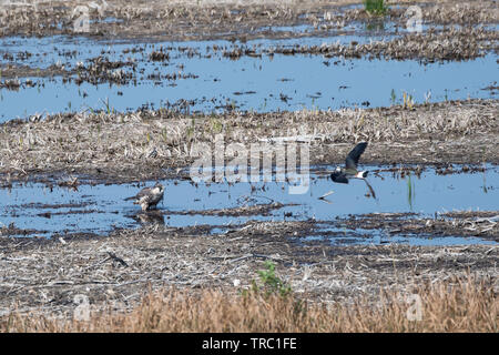 Peregrine Falcon standing in a wetland and being attacked by a lapwing at the island Oland in Sweden Stock Photo