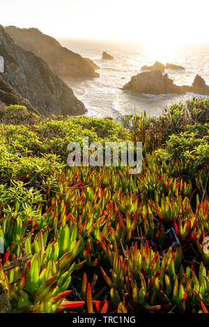 Beautiful red and green succulents on a cliff face overlooking the shoreline of Big Sur, California during sunset. Stock Photo