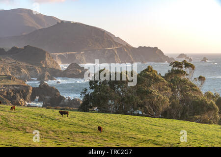 Distant view of Bibxy Bridge and the beautiful Big Sur coastline from a ranch with cattle grazing on green grass. - Big Sur, California, USA Stock Photo