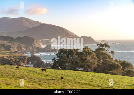 Distant view of Bibxy Bridge and the beautiful Big Sur coastline from a ranch with cattle grazing on green grass. - Big Sur, California, USA Stock Photo