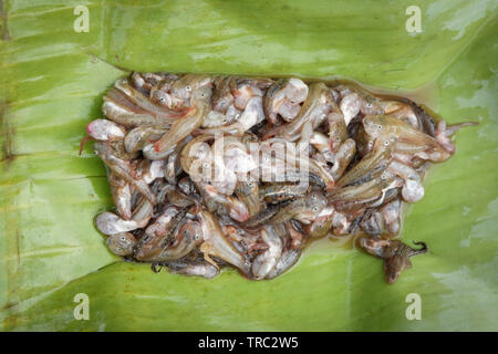 Frog Tadpoles baby on banana leaf for cook food in asian Stock Photo