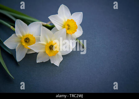 Beautiful three white with yellow daffodils on dark background with copy space Stock Photo