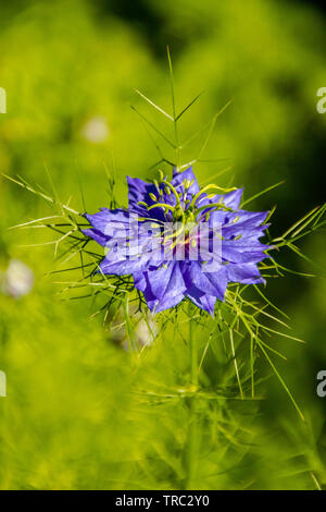 Close up of ragged lady flowers (Latin: Nigella Damascena, family of Ranunculaceae). Damascenine is a toxic alkaloid that can be found in the seeds of Stock Photo