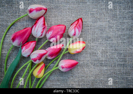 Beautiful bouquet of bright pink and yellow colorful tulips on canvas background with copy space Stock Photo