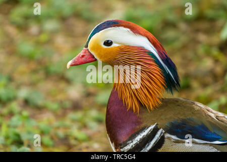 Mandarin duck at Slimbridge Stock Photo