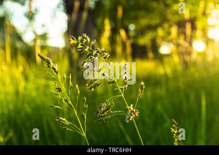 Kentucky Bluegrass (poa pratensis) in sunset light with light rays coming in from the right Stock Photo