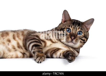 Head shot of gorgeous Snow Bengal, laying on it's side. Looking at camera with deep blue eyes. Isolated on white background. Stock Photo