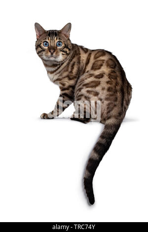 Gorgeous Snow Bengal, sitting backwards. Looking over shoulder at camera with deep blue eyes. Isolated on white background. Tail hanging down from edg Stock Photo