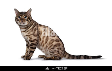 Gorgeous Snow Bengal, sitting side ways. Looking at camera with deep blue eyes. Isolated on white background. Tail stretched behind body. Stock Photo