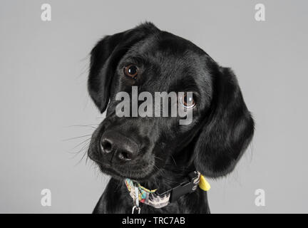 Portrait of a pet black labrador dog in the UK. Stock Photo