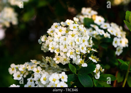 white blossoms of common hawthorn (Crataegus monogyna) Stock Photo