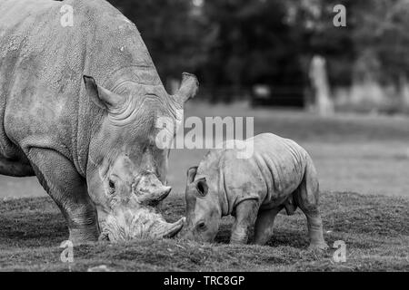 Detailed black & white close-up photograph of Southern White rhinos (Ceratotherium simum) mother & baby, eating together outside at UK wildlife park. Stock Photo