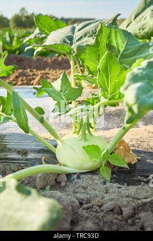 Close up picture of a young kohlrabi on organic farm field patch covered with plastic mulch used to suppress weeds and conserve water, selective focus Stock Photo