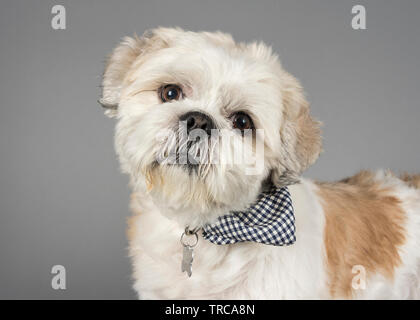 A Small Shih Tzu Dog surrounded by his cuddly toys Stock Photo - Alamy