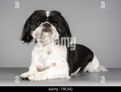 Dog relaxing, photographed in the UK. Stock Photo