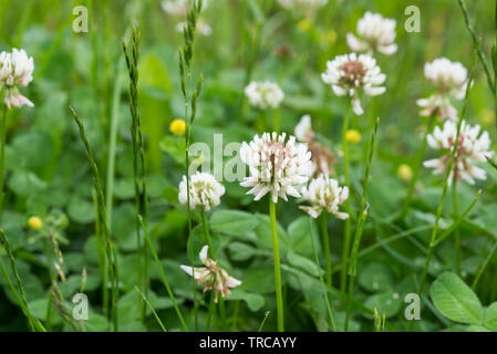 Trifolium repens,  white clover flowers in meadow macro Stock Photo