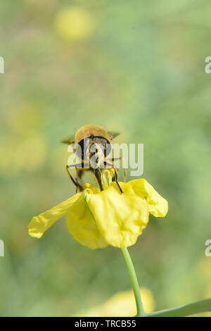 A honey bee resting on a yellow flower. A honey bee drinking nectar from Flower. Macro shot of honey bee. Macro shot of flower. Stock Photo