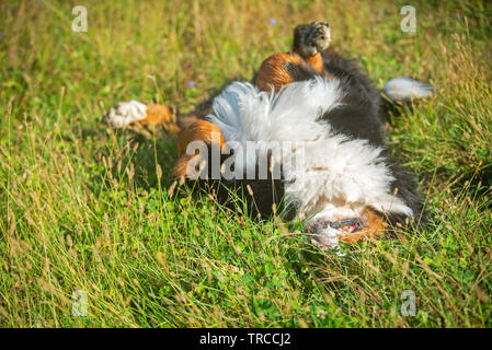 Bernee mountaan dog is rolling in the grass Stock Photo