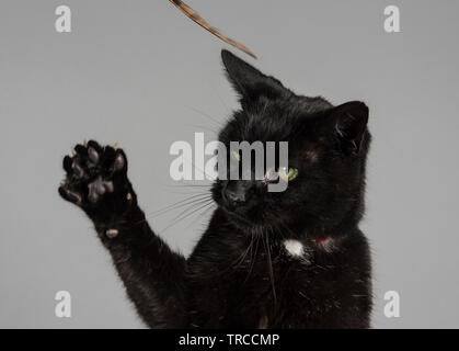 Black cat gets its claws out! Stock Photo