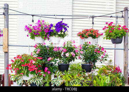 Colorful potted plants for sale at a local nursery Stock Photo