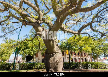 Big floss silk tree in spring, ceiba chodatii, in park in Malaga. Andalusia, Spain. Stock Photo