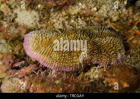 Toungue coral, Cnectis echinata, Fungiidae, Anilao, Batangas,  Philippines, Philippine Sea, Indo-pacific Ocean, Asia Stock Photo
