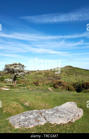 Sharp Tor on Dartmoor, Devon, UK, with a flowing hawthorn tree and granite slab on the foreground. Stock Photo