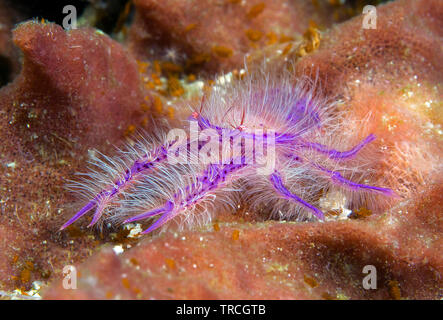 Hairy Squat lobster (Lauriea siagiani) on barrel sponge, Siladen, Indonesia Stock Photo