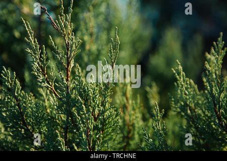 Closeup of cypress tree branch in the hedge in garden. Green background. Stock Photo