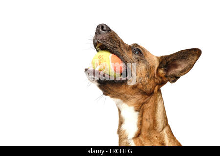 brown dog with ball in studio isolated with white background Stock Photo