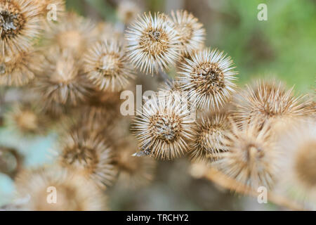 Natural abstract, dry thistles in Hampstead Heath of London Stock Photo