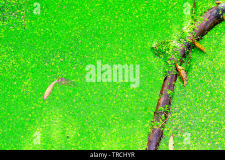 Natural abstract, pond covered by duckweed in Hampstead Heath of London Stock Photo