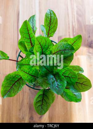 Red sorrel for fresh salad - Top view Stock Photo