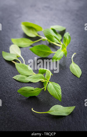 Image of Thai basil leaves Stock Photo