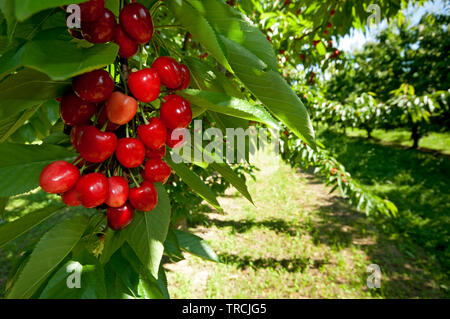 Italy, Emilia Romagna, Vignola, Cherries Growing on a Tree in an Orchard Stock Photo