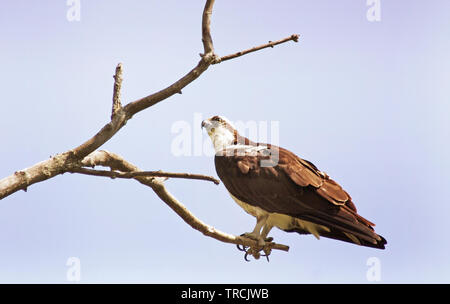 Osprey bird of prey perched on a barren branch Stock Photo