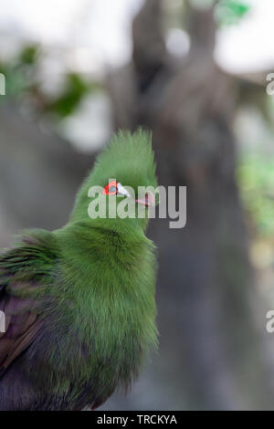 POV upwards of Guinea turaco (Tauraco persa), also known as the green turaco or green lourie perched in a tree iin the rainforest of west africa. Conc Stock Photo