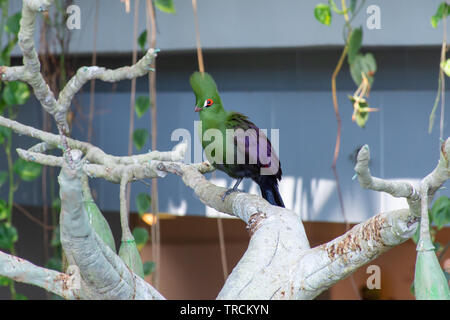Guinea turaco (Tauraco persa), also known as the green turaco or green lourie perched in a tree iin the rainforest of west africa. Stock Photo