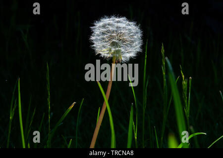 A very detailed close up of a white circular dandelion seed head, also know as a dandelion clock surrounded by fifteen long individual blades of green Stock Photo