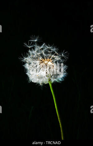 A very detailed close up of a white circular dandelion seed head, also know as a dandelion clock with a green stem and a black background, two fo the Stock Photo